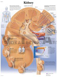 Kidney - Anatomical Chart